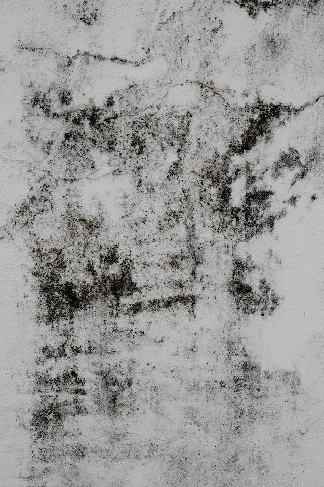 black mold on a white wall