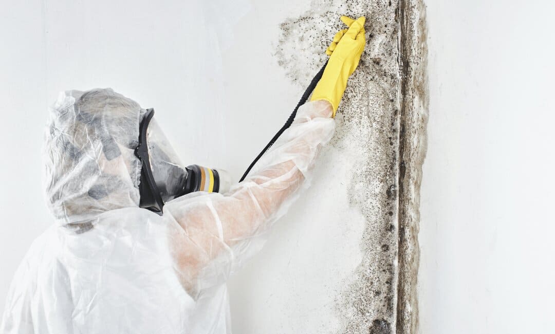 mold-removing_services-in-garland-tx