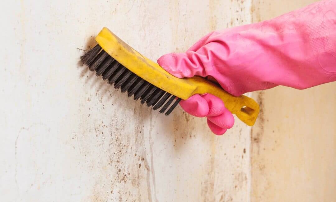 mold_removal_in_miramar_fl